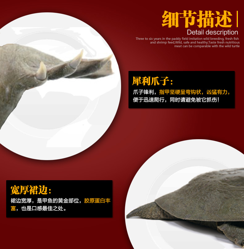 清溪乌鳖8.jpg