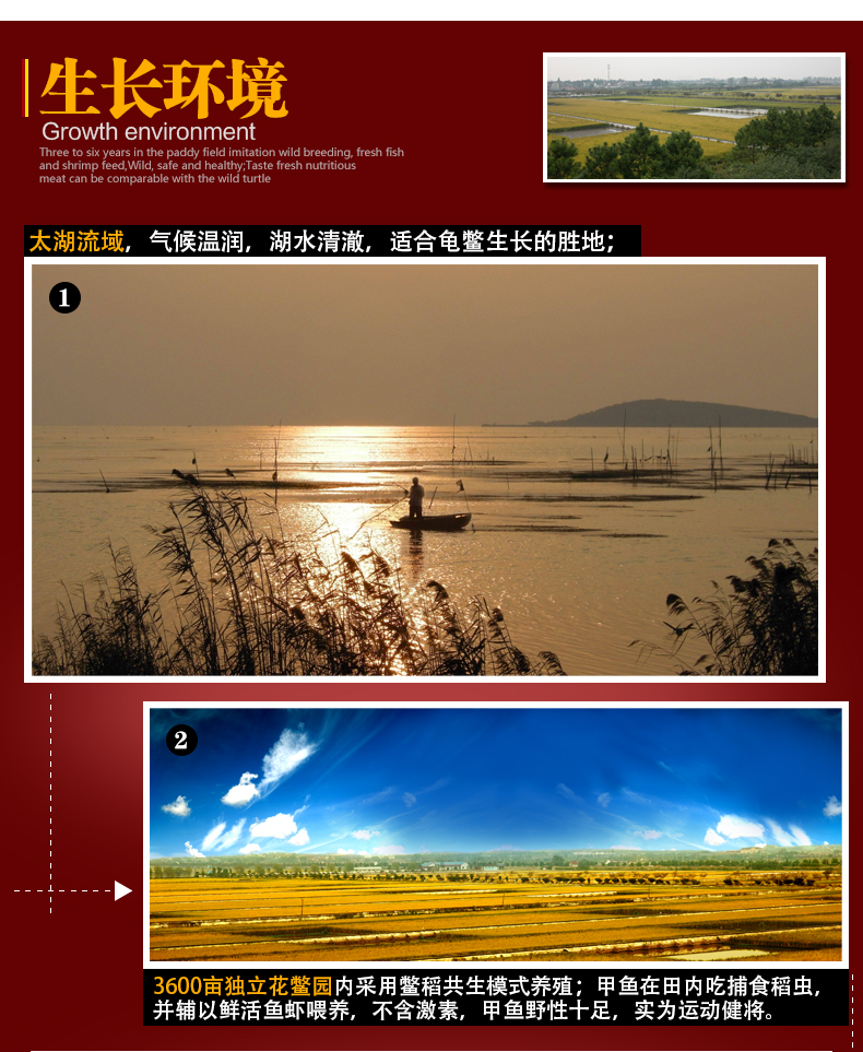 清溪乌鳖11.jpg