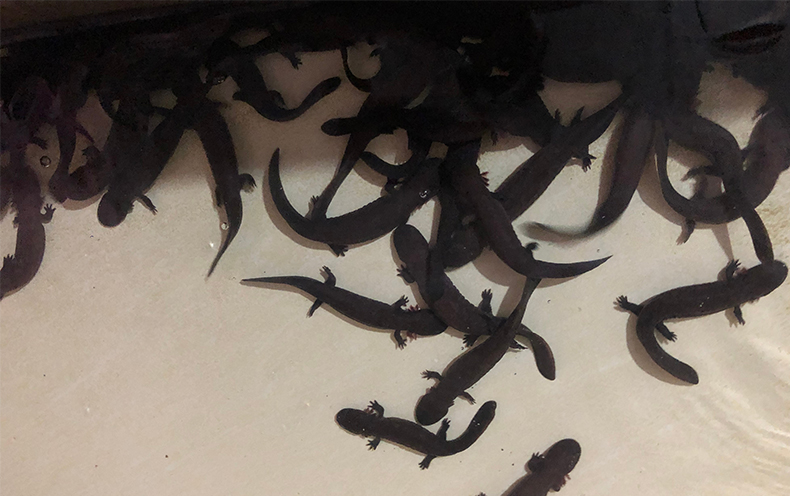 大鲵02.jpg