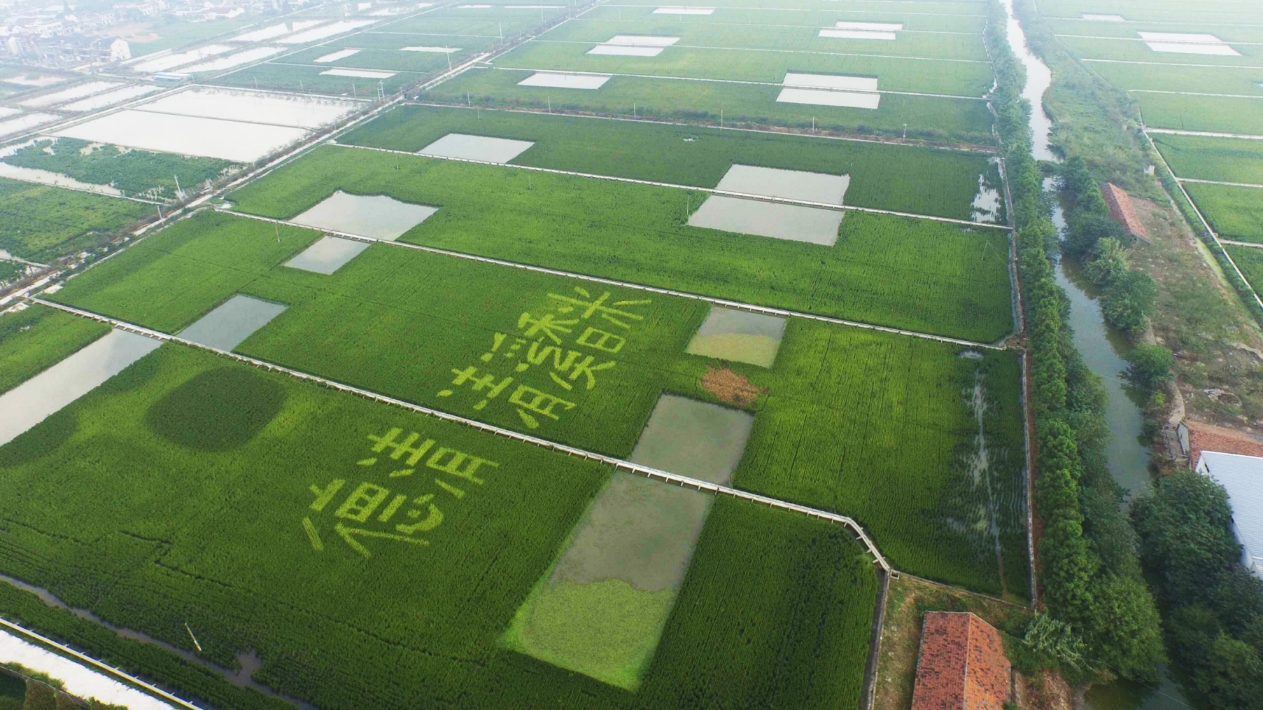 清溪香米航拍(1)(1).jpg