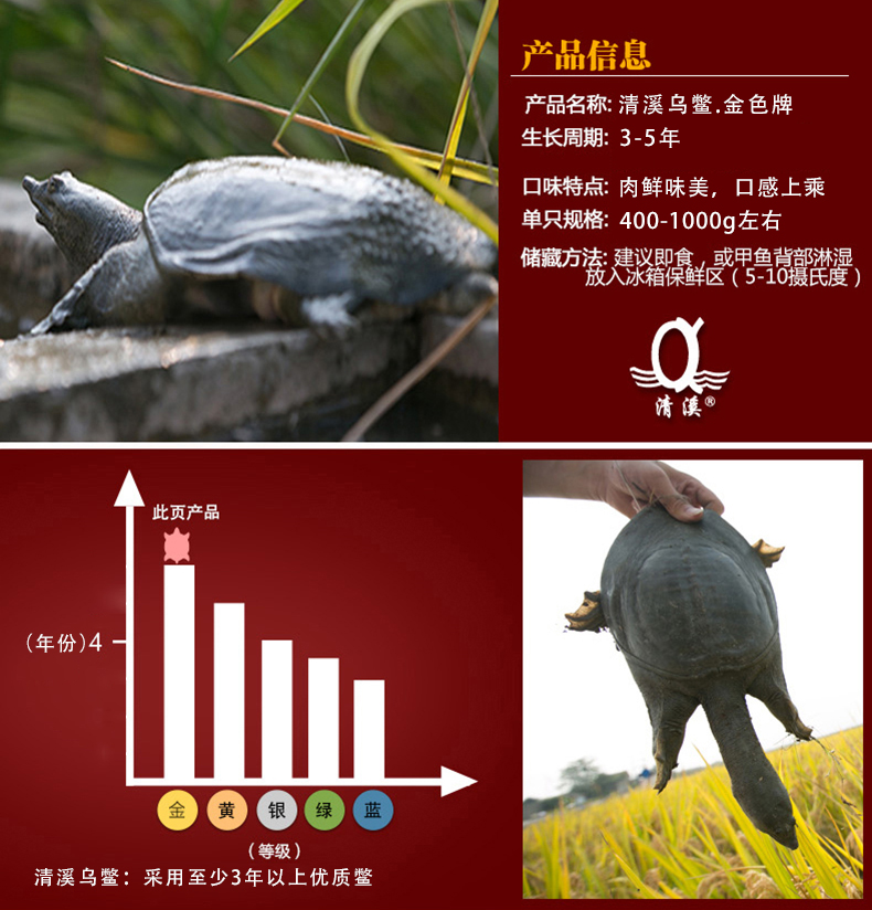 清溪乌鳖2.jpg