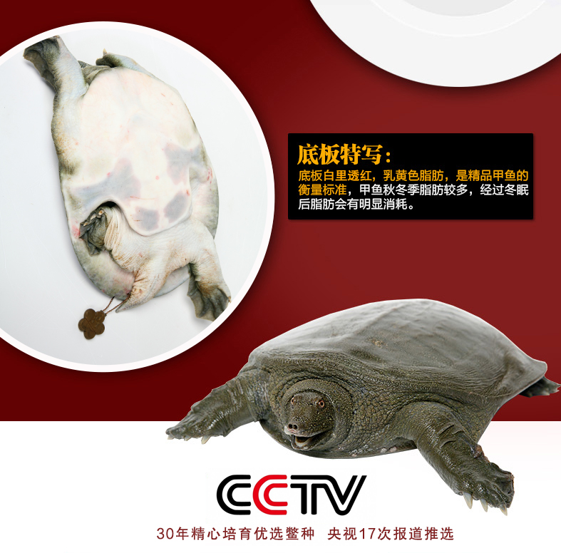 清溪花鳖9.jpg